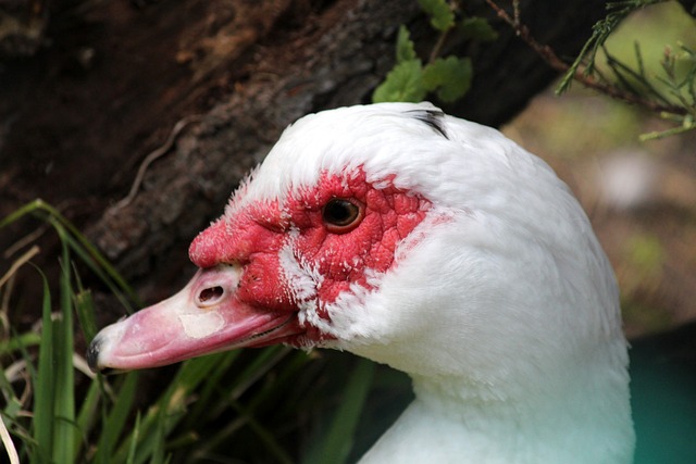 人的问题 人的问题